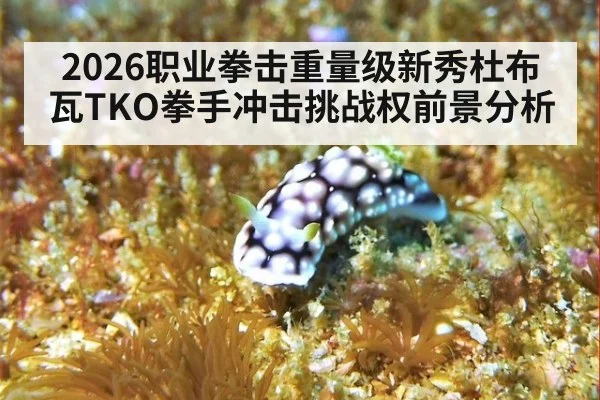 2026职业拳击重量级新秀杜布瓦TKO拳手冲击挑战权前景分析